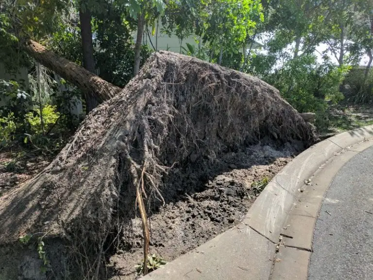 Tree Fialure